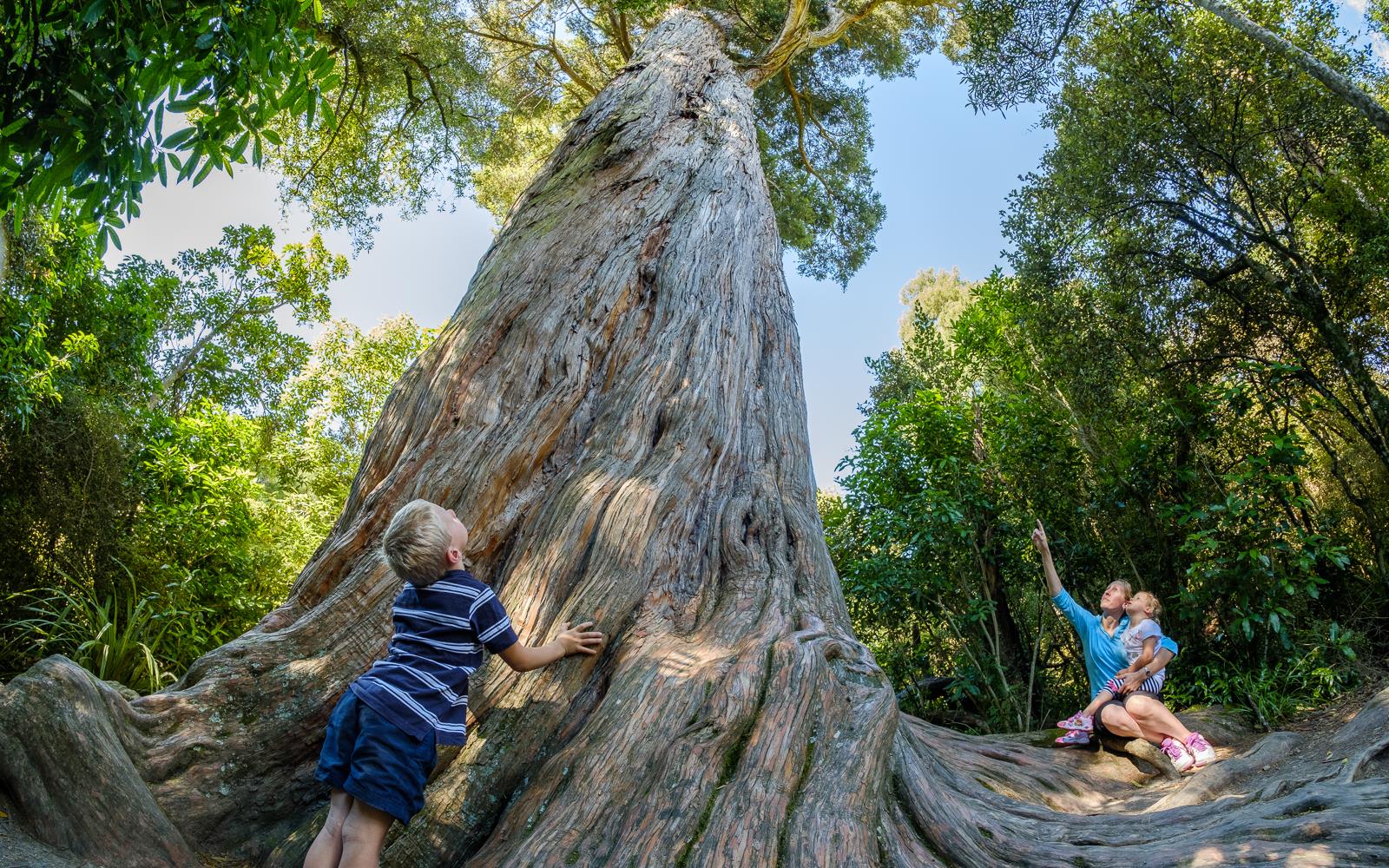 Big Tree, Peel Forest, Geraldine, New Zealand