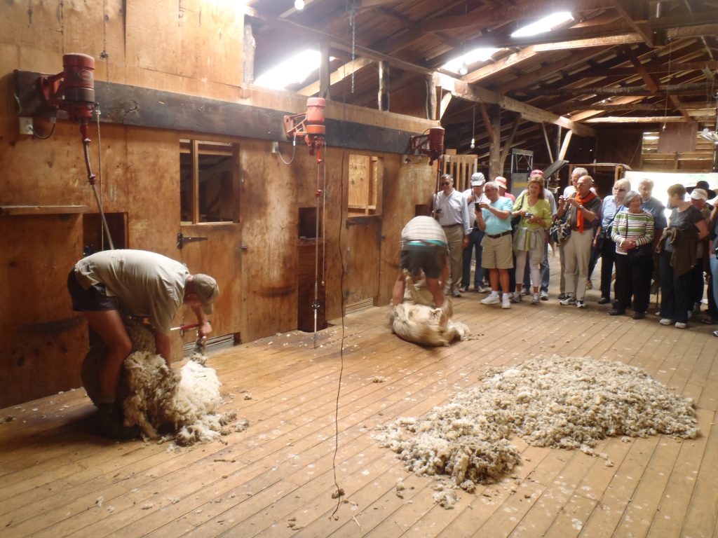 The Shearing Shed