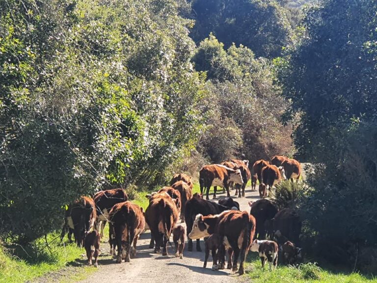 242518643_4557409424349807_2406074569486417840_n-768×576