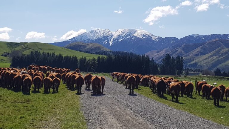 71376985_2512191832204920_4625117132781256704_n-768×432