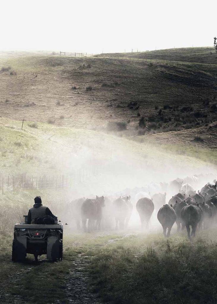 Angus+heifers+moving800