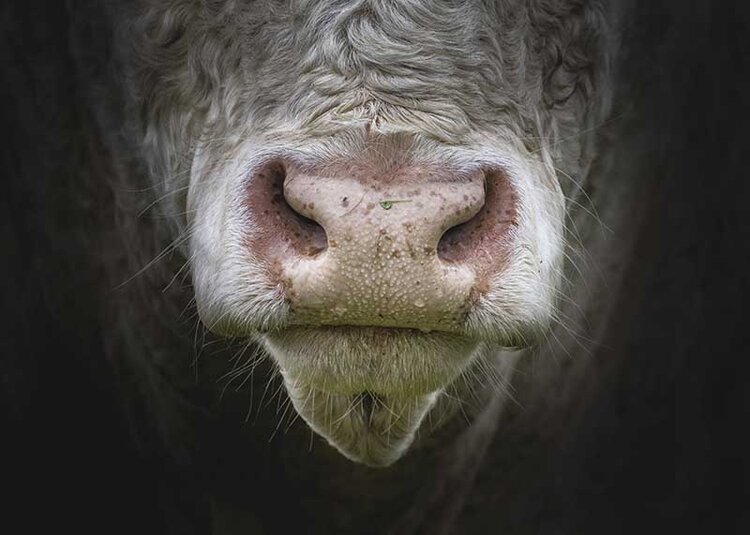Bull+Nose+close+up+800