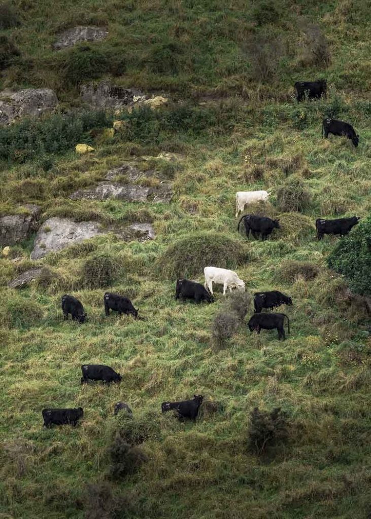Cattle+grazing+on+steep+hillside800