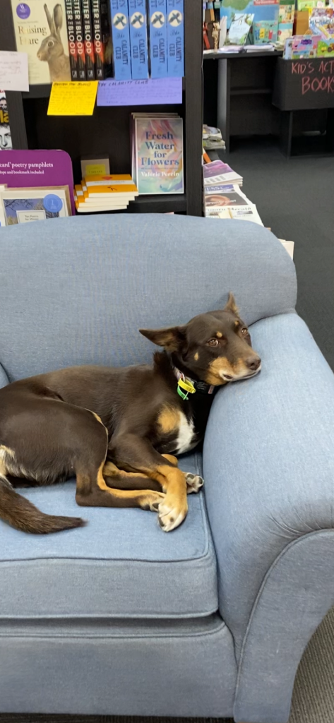 Page and prode dog