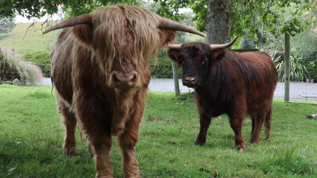 house of hop cows